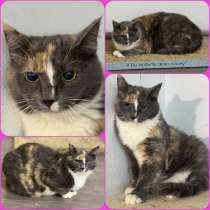 Кошка МАЛЫШКА даром, в Москве