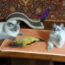 Продажа невских маскарадных котят (питомник Планета Барсов), в Москве