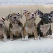 Шикарные щенки Американ Булли покет, в г.Мюнхен