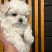 Щенки мальтезе, в Горно-Алтайске