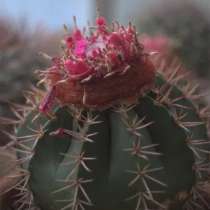 Кактусы, Melocactus bahiensis f. New Zealand от Horst K, в Москве