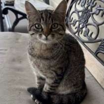 Молодая кошечка Тринити ищет дом, в Москве