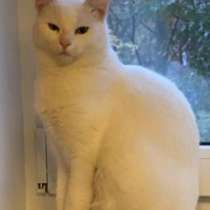 Кошка, в добрые руки, в Москве