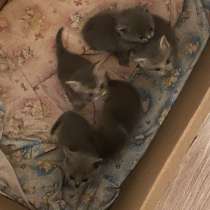 Продам катят, в Кузнецке