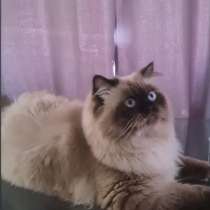 Гималайский котик, в г.Ашдод