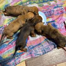 Щенки таксы, в Липецке