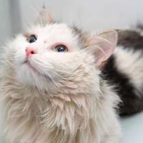 Коба, пушистый цветок жизни, в Москве