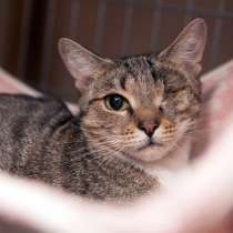 Стойкая Мессалина ищет новые возможности для будущего, в Москве