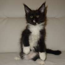 Лексус котик мейн кун, в Москве