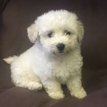 Бишон фризе Алтай, в Горно-Алтайске