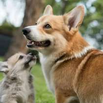 Корги Чита, в Чите