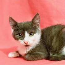 Котенок Мушка ищет дом, в Москве