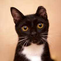 Непоседливый Хейдон мечтает найти семью, в Москве