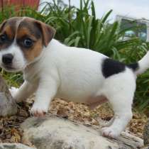 Джек расел Тула, в Туле