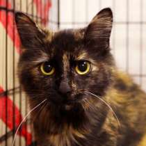 Нежная Мицара в поисках дома своей мечты, в Москве