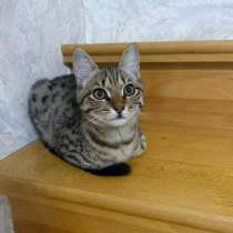 Котенок в добрые руки -бесплатно !, в Махачкале