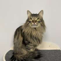 Норвежский лесной кот &mdash; шикарный Марк в дар, в Москве