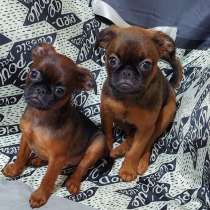 Щенок Пти брабансон, в Белой Калитве