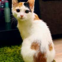 Отдам даром Чудесный трехцветный котенок Мышка в дар, в Москве