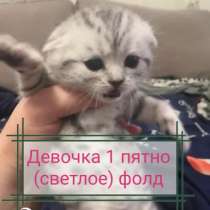 Шотландские котята продажа, в Пензе