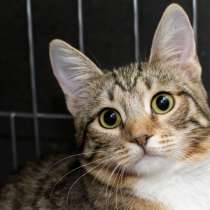 Застенчивая Клубничка мечтает стать частью вашей семьи, в Москве