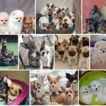 Питомник щенков Владикавказ, в Владикавказе