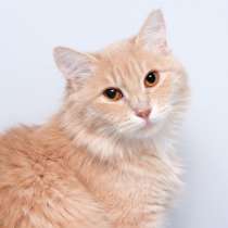 Солнечная красавица Моцарелла, в Москве