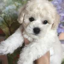 Бишон фризе Томск, в Томске