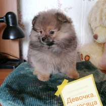 Шпиц щенки, в Таганроге