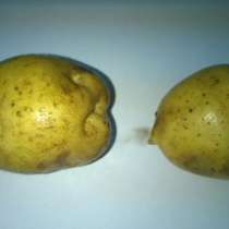 Картофель оптом, в Краснодаре