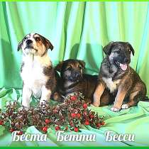 Щенки-девочки Беста, Бетти, Бесси Возраст 2 мес, в Санкт-Петербурге