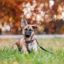 Щенок метис бельгийской овчарки Нолик в добрые руки, в Москве