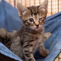 Лючия - кошка, которая никогда не сдается, в Москве