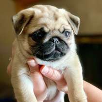 Мопс Нижний Новгород, в Нижнем Новгороде