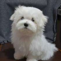 Мальтезе Щенки, в Красноярске