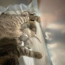 Отдаем в добрые руки котят, в Пскове