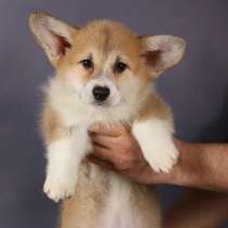 Щенки Вельш Корги Пемброк, в Нижнем Новгороде