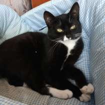 Котенок Катенька, в Санкт-Петербурге