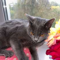 Британская кошка, в Владивостоке