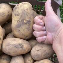Продам картофель, в Ижевске