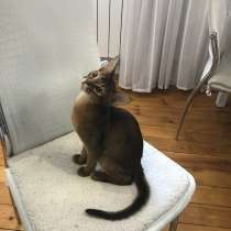 Абиссинский котик, в Москве