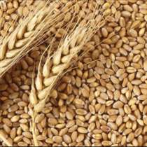 Пшеница 2020, в Анапе