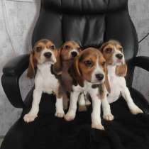 Щенки бигля, в Самаре