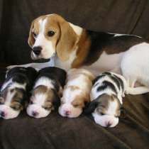 Бигль Орлов, в Орле