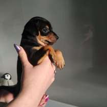 Щенки той терьера, в Москве