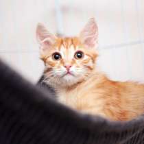 Стойкий Гавриэль ищет семью, в Москве