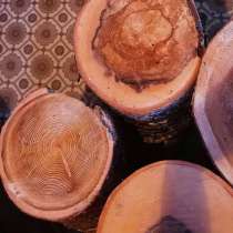 Спилы из разных пород дерева, в Комсомольске-на-Амуре