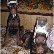 Доберман Курган, в Кургане