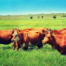 Коровы калмыцкой мясной породы, в Краснодаре