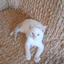 Котёнок тайской (сиамской) породы, мальчик, 3 месяца, в г.Луганск